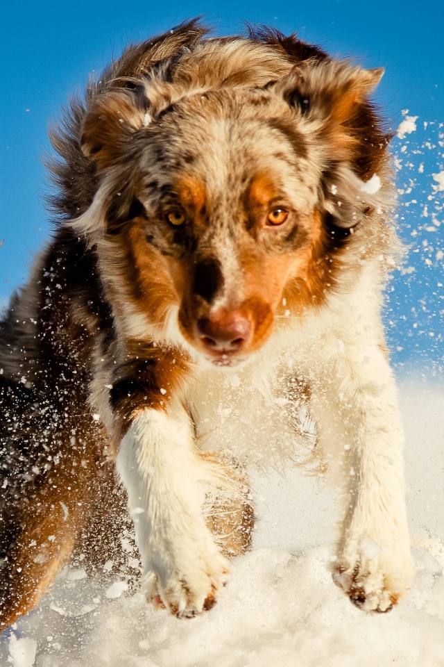 Австралийская овчарка в снегу