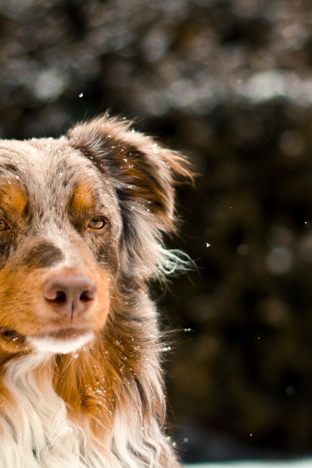 Австралийская овчарка зимой