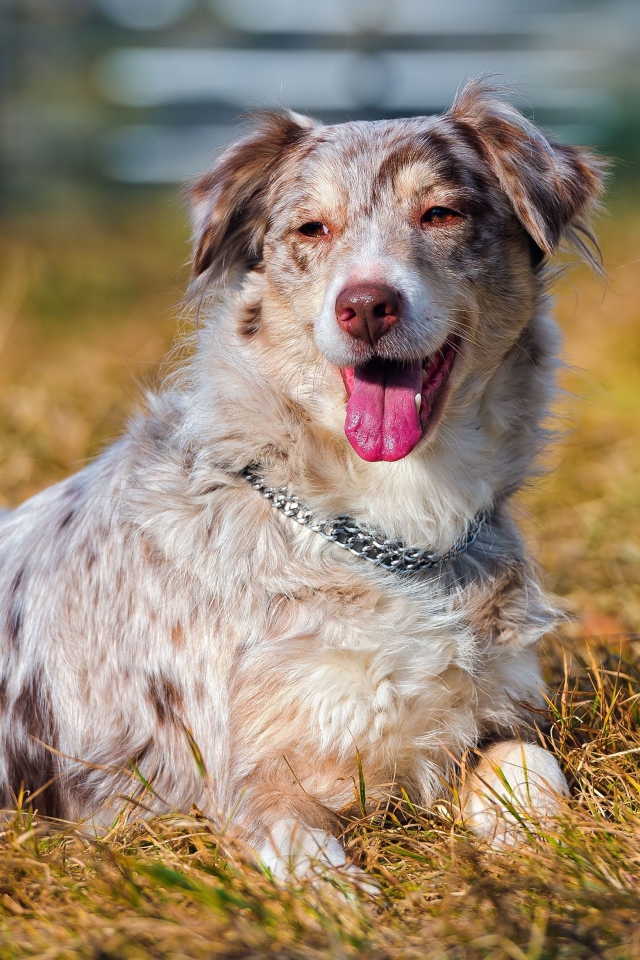 Австралийская овчарка на высохшей траве