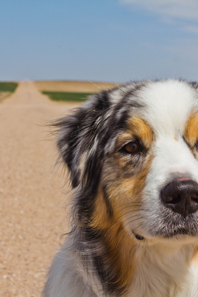 Австралийская овчарка на дороге
