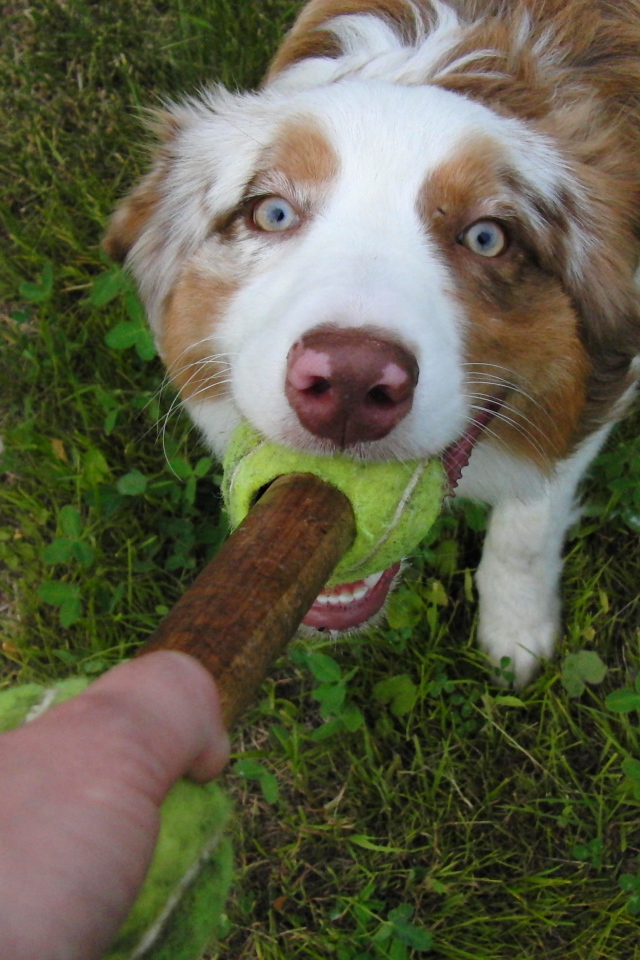 Австралийская овчарка играет с хозяином
