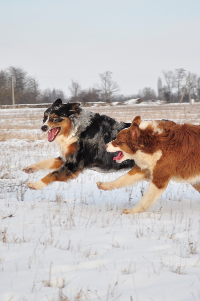 Австралийские овчарки бегут зимой