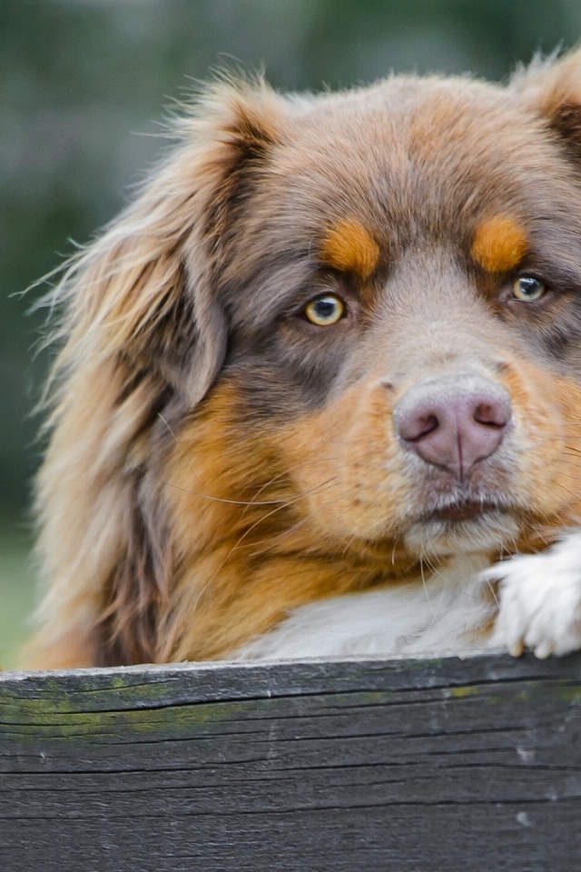Австралийская овчарка охраняет территорию
