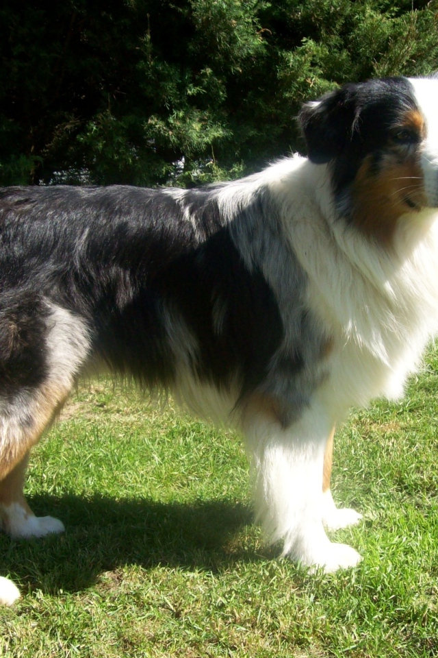 Австралийская овчарка засмотрелась