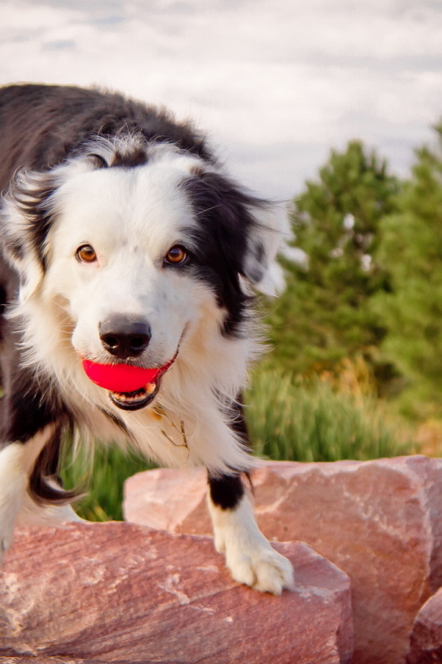 Австралийская овчарка с мячом