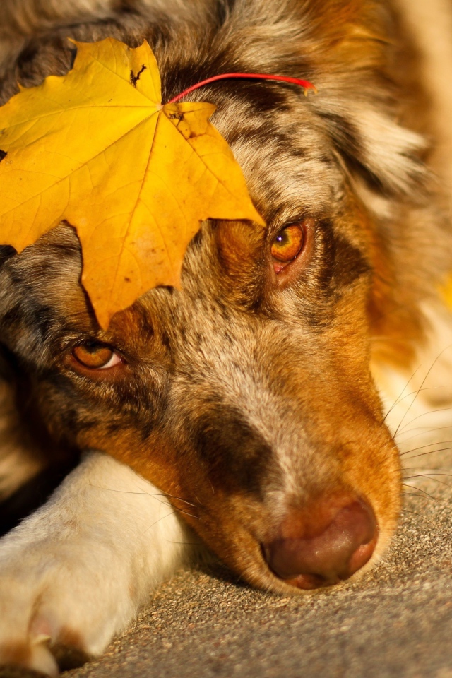 Австралийская овчарка с кленовым листом