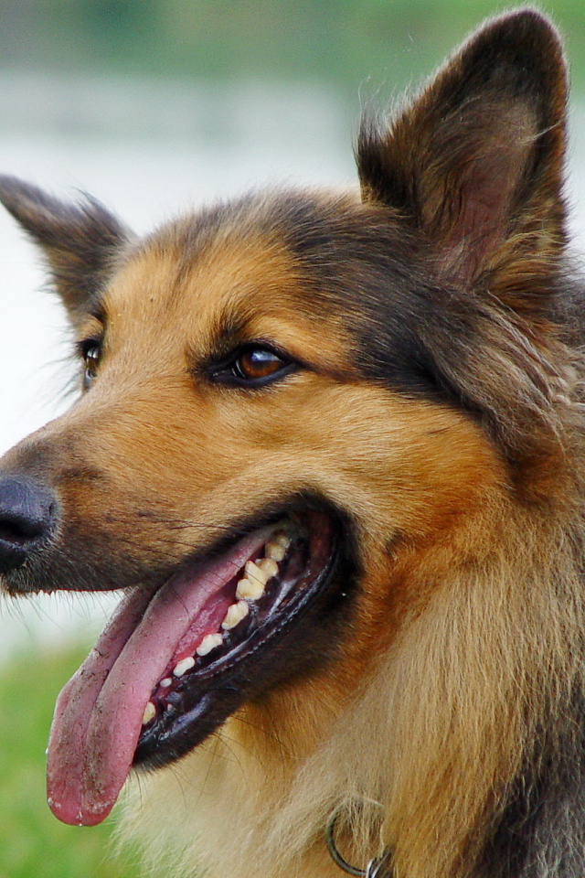 Австралийская овчарка с коричневым окрасом