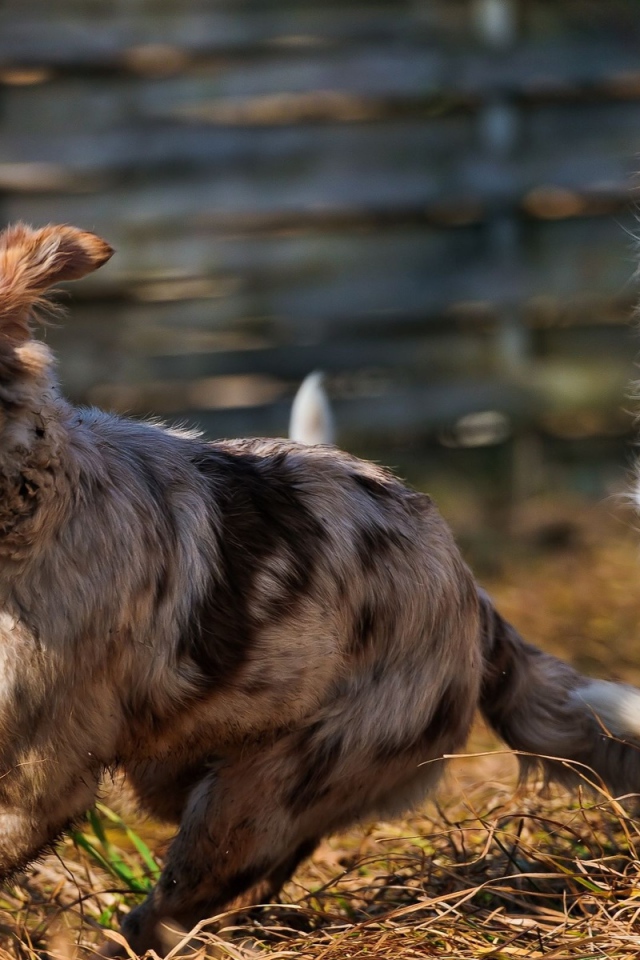 Австралийские овчарки играют