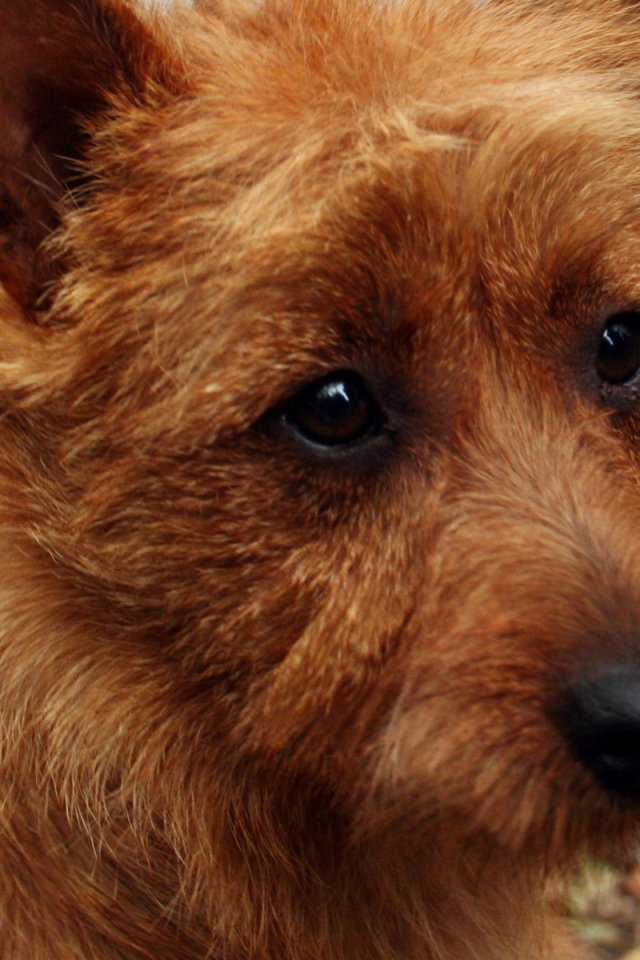 Австралийский терьер крупным планом