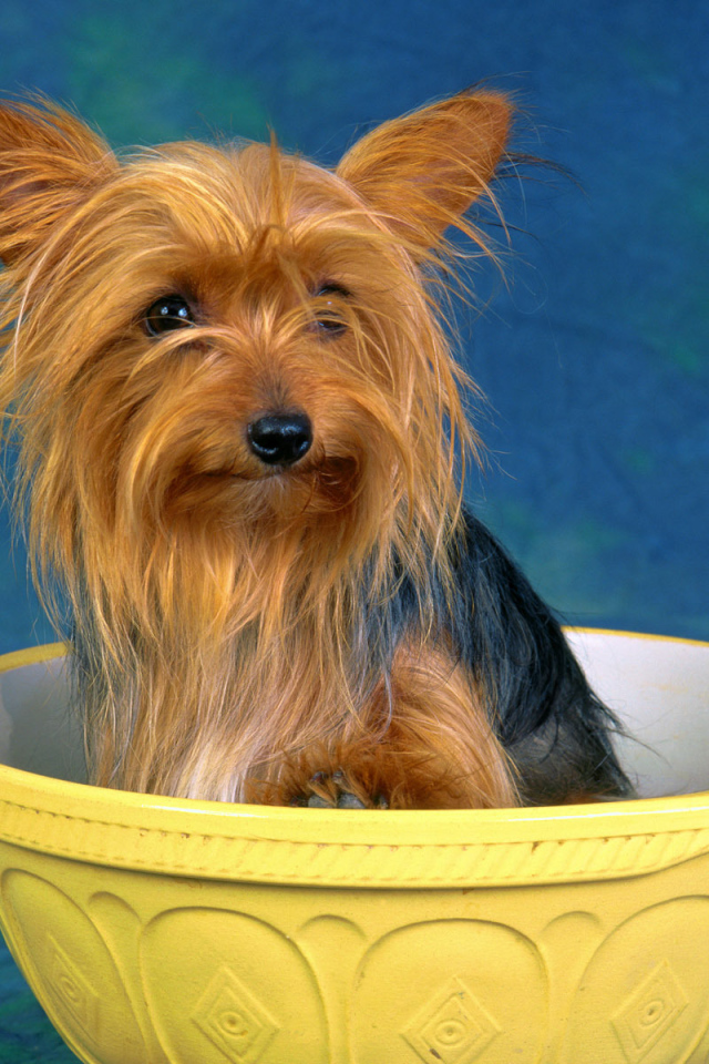 Австралийский терьер в миске