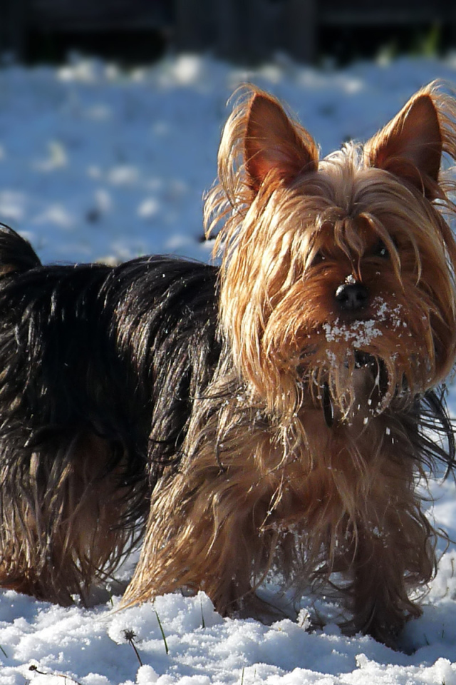 Австралийский терьер в снегу