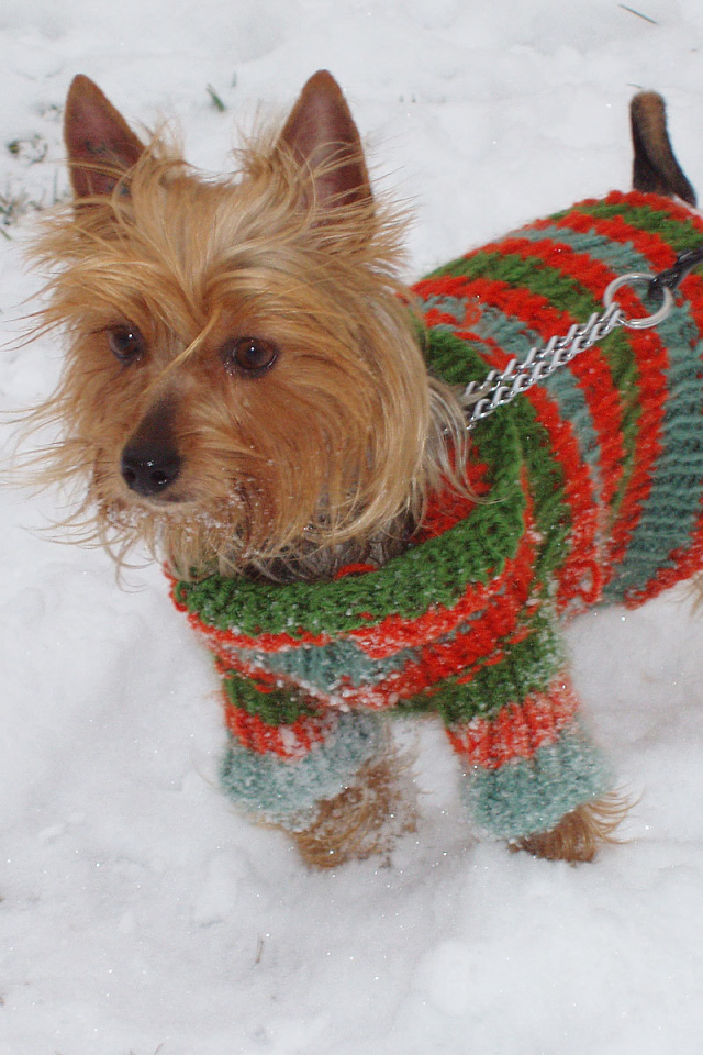 Австралийский терьер зимой