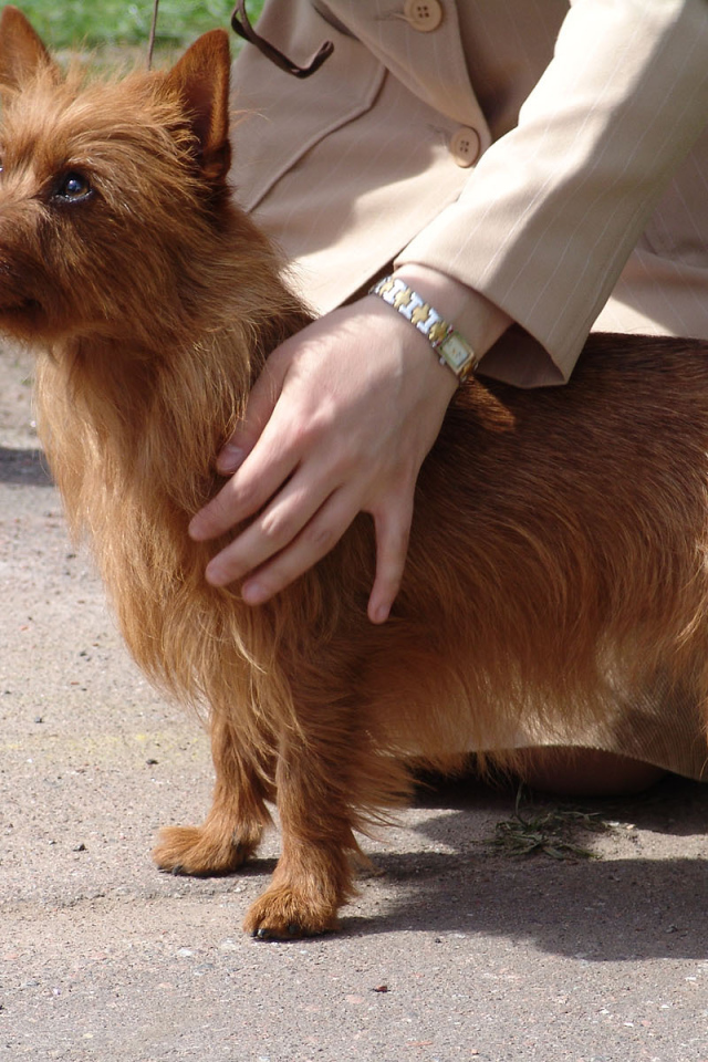 Австралийский терьер с хозяином