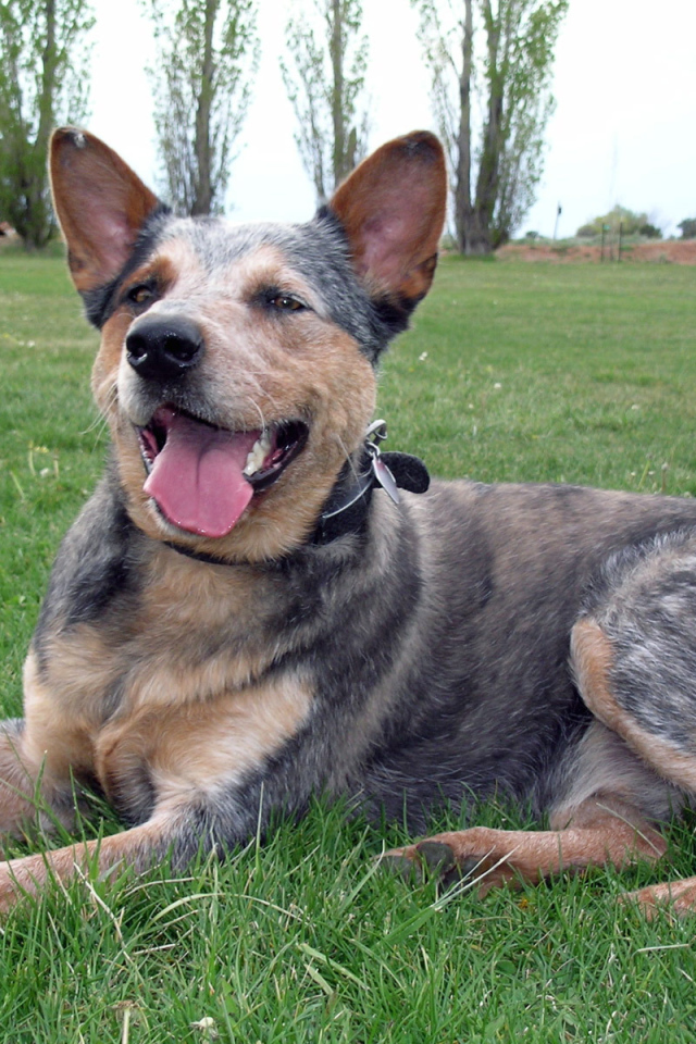 Австралийская пастушья собака устала