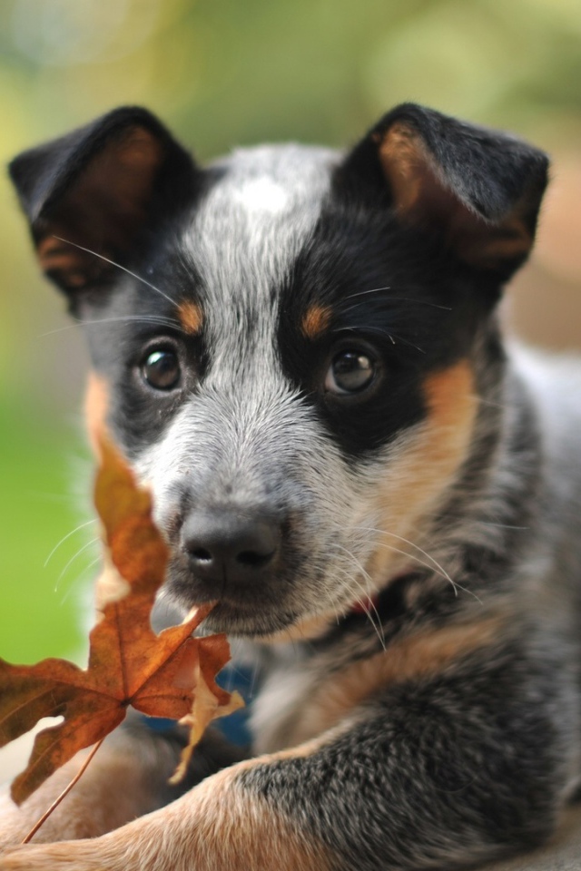 Щенок австралийской пастушьей собаки и осенний лист