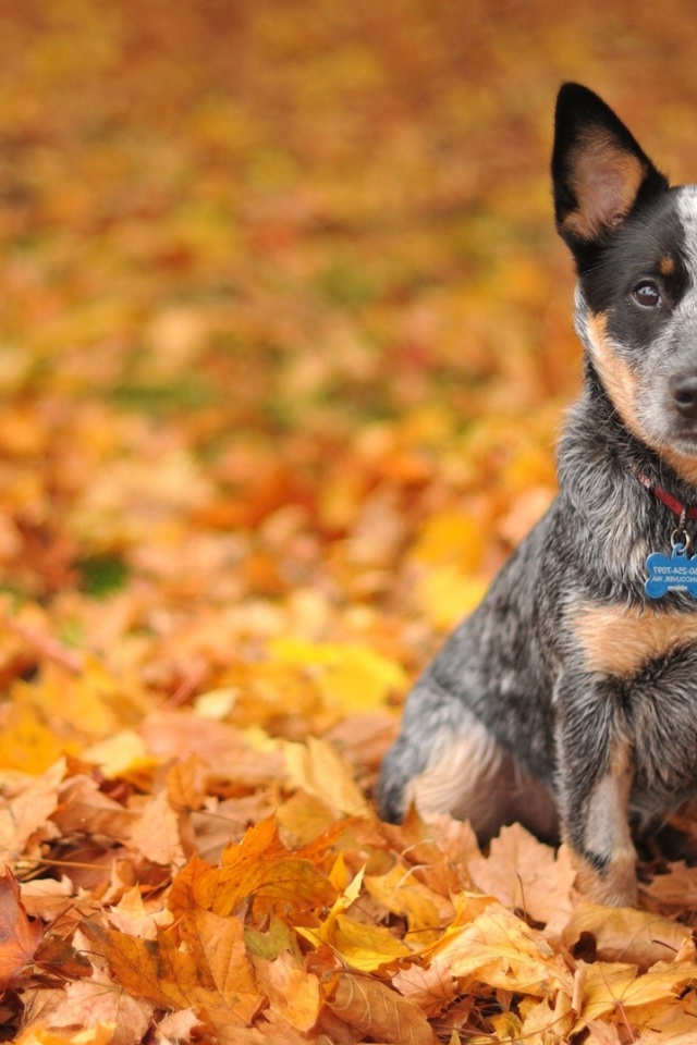 Щенок австралийской пастушьей собаки на осенней листве