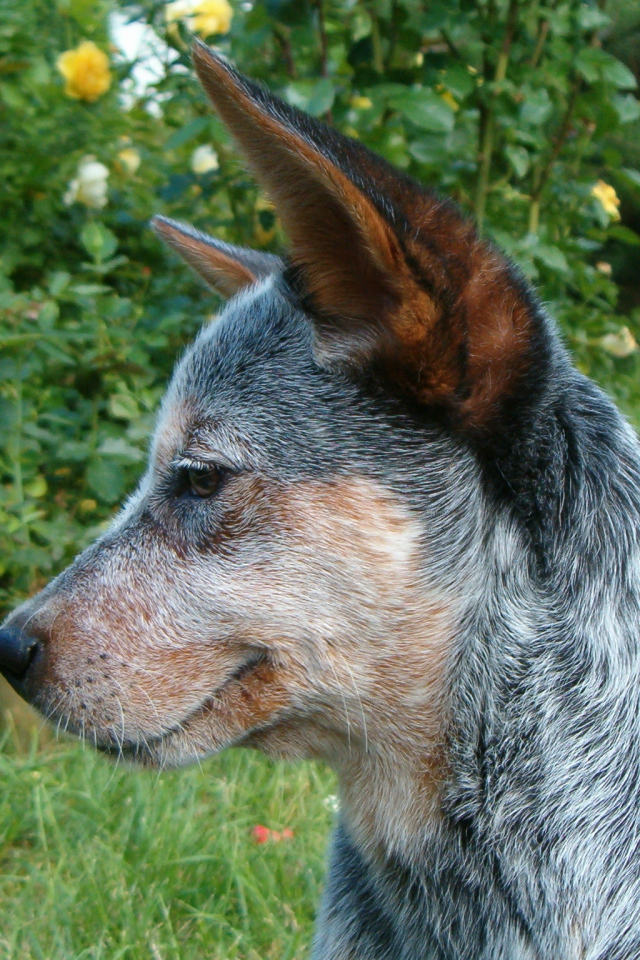 Щенок австралийской пастушьей собаки задумался