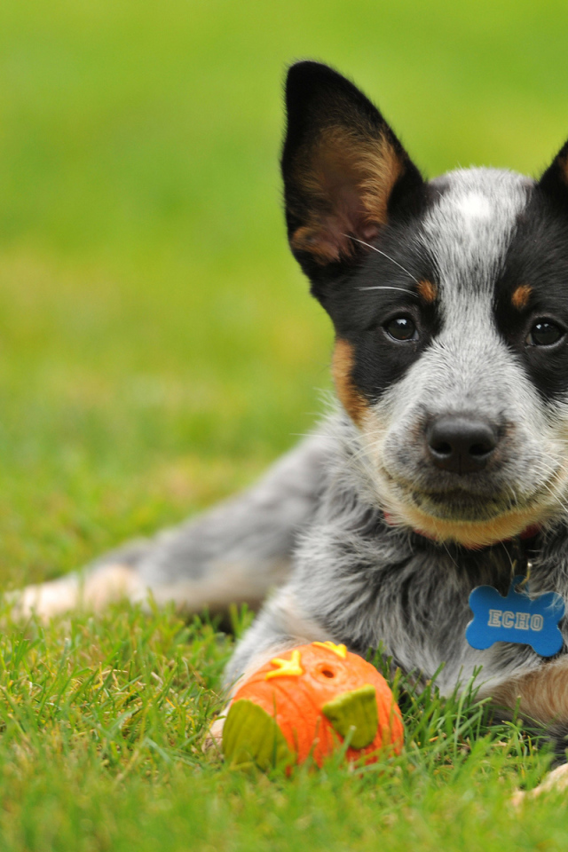 Щенок австралийской пастушьей собаки с мячом