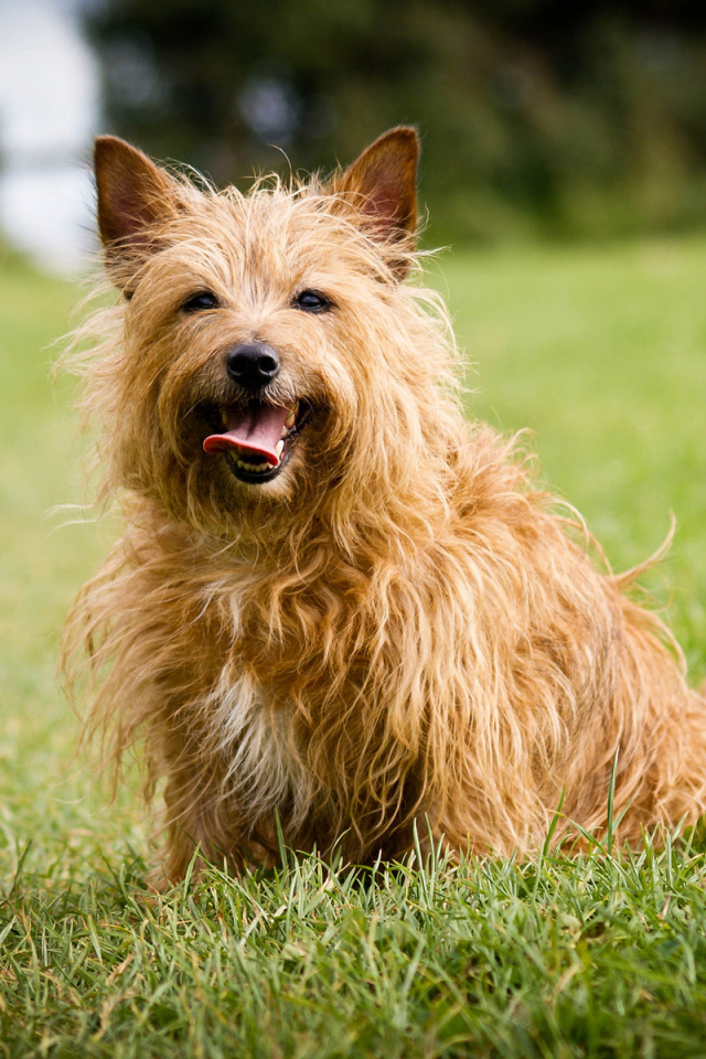 Австралийский терьер на траве