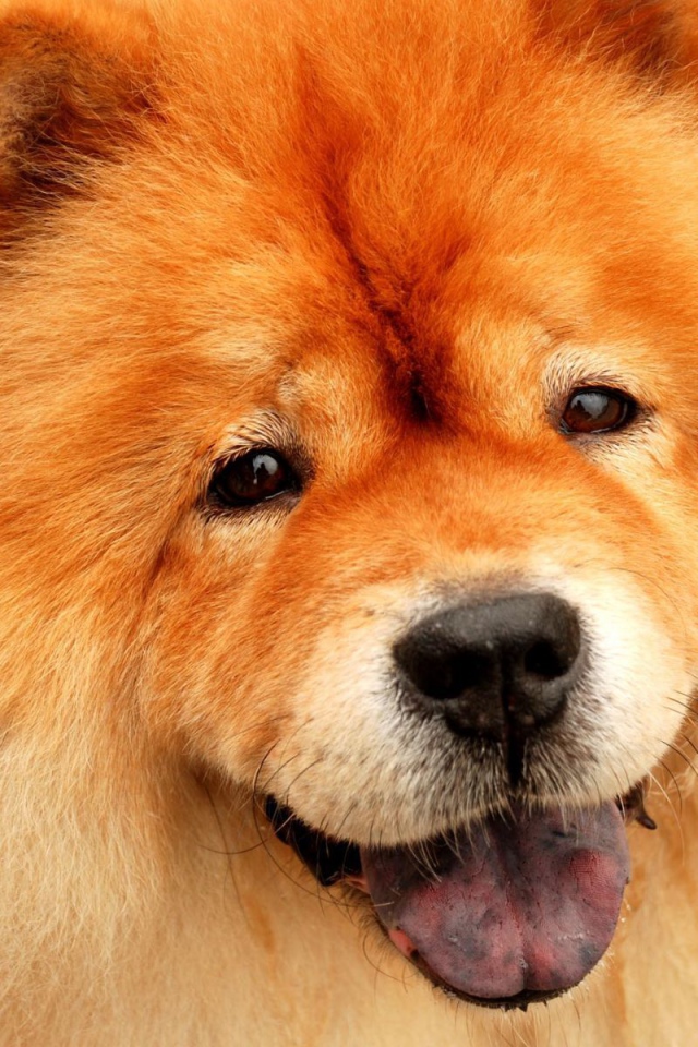 Потрясающий чау-чау улыбается