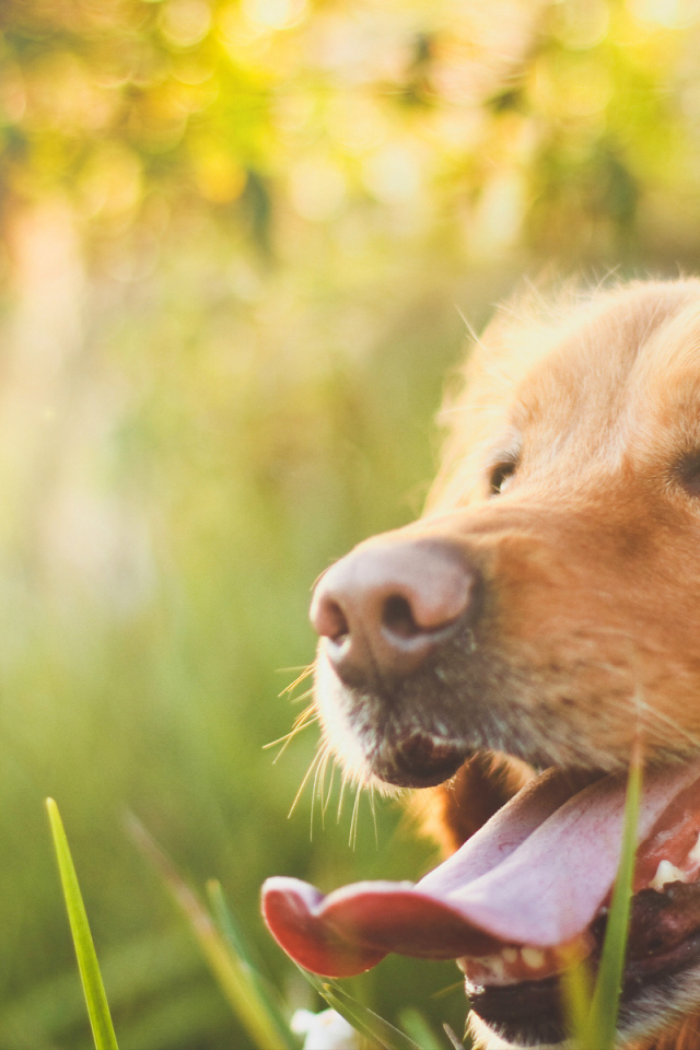 Потрясающий Золотой терьер на Солнце
