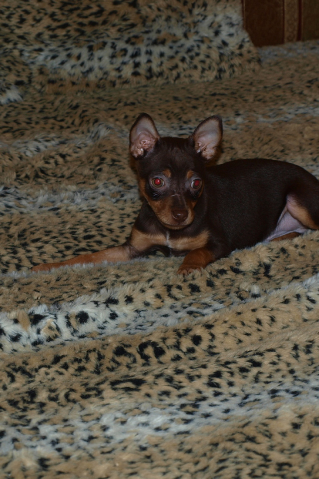 Младенец Карликовый пинчер на кровати