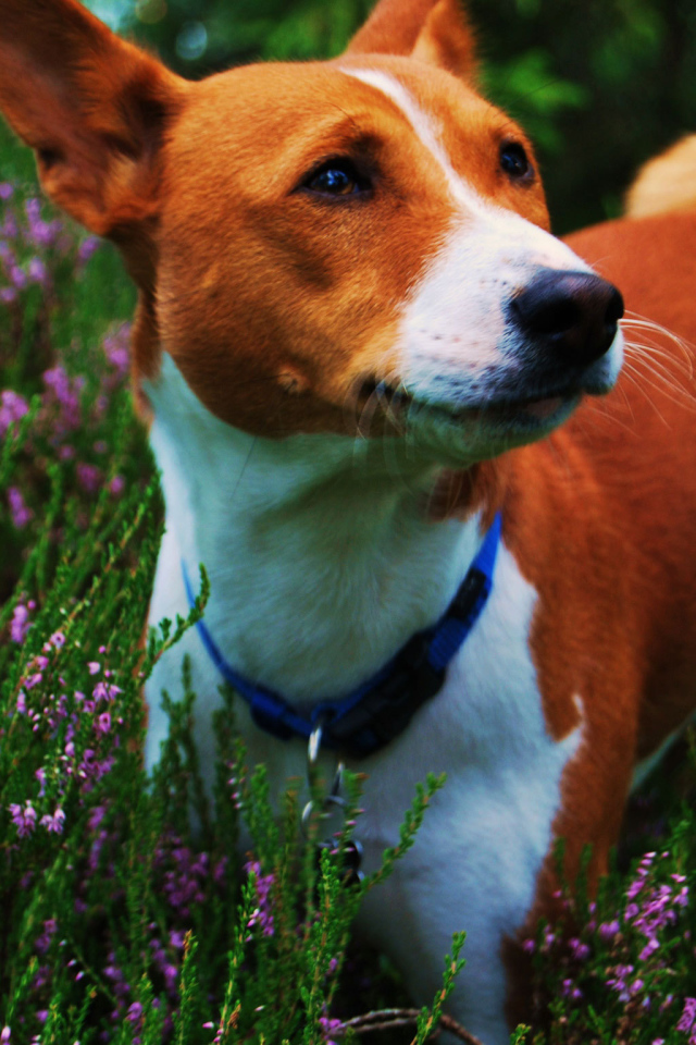 Собака породы басенджи среди цветов