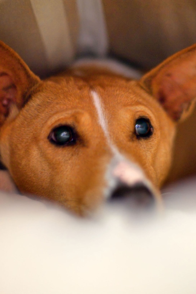 Собака породы басенджи спряталась под одеялом