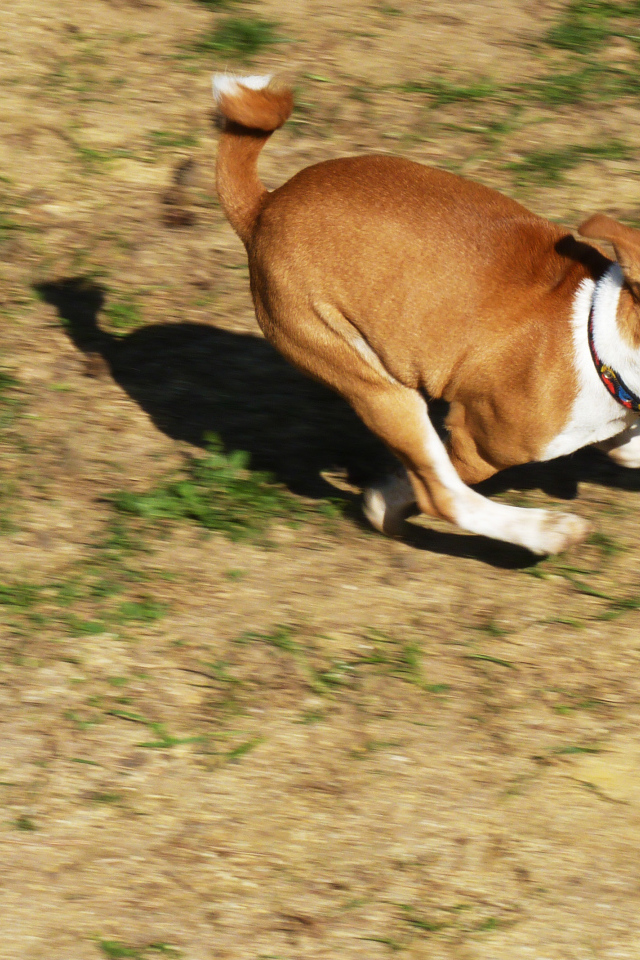 Собака породы басенджи куда-то торопится