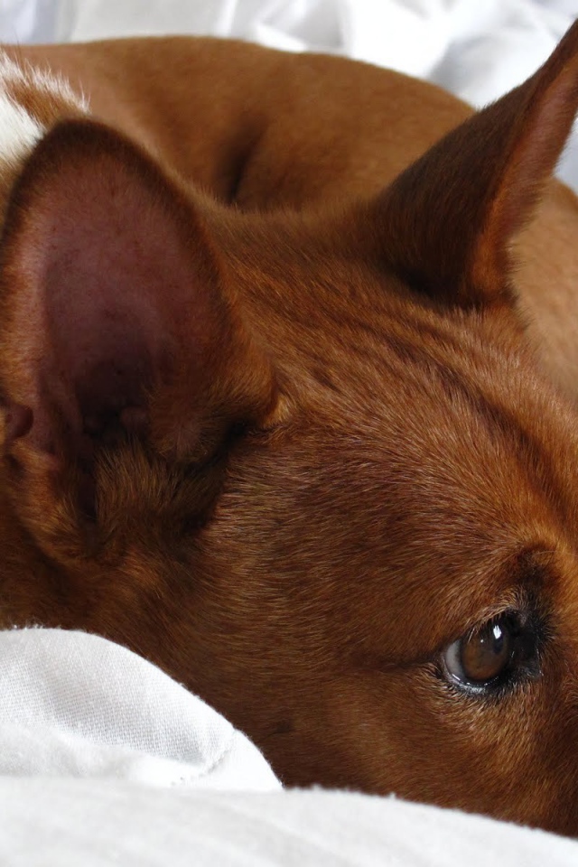 Собака породы басенджи отдыхает на кровати
