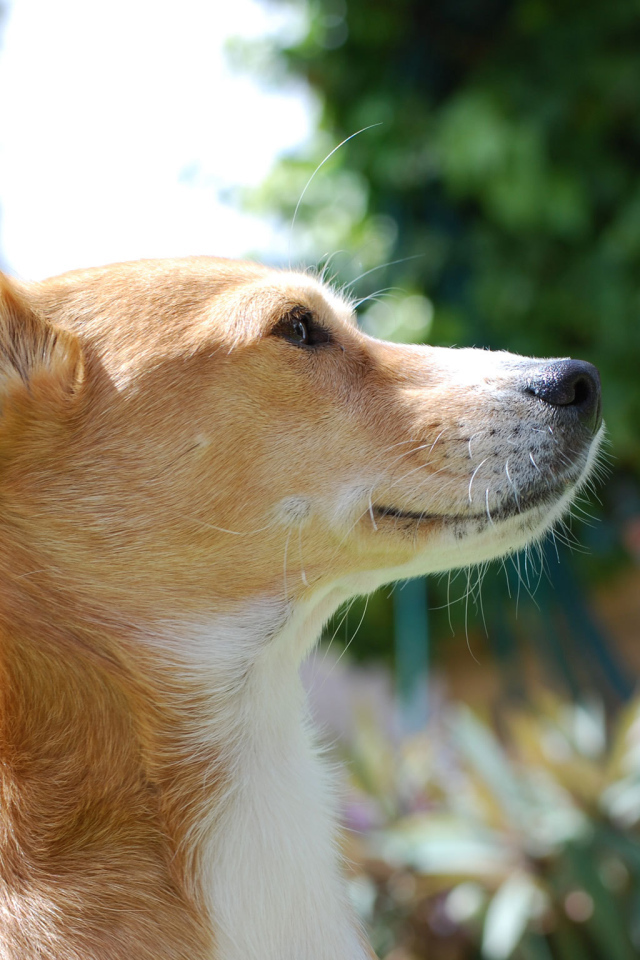 Собака породы басенджи любит солнце