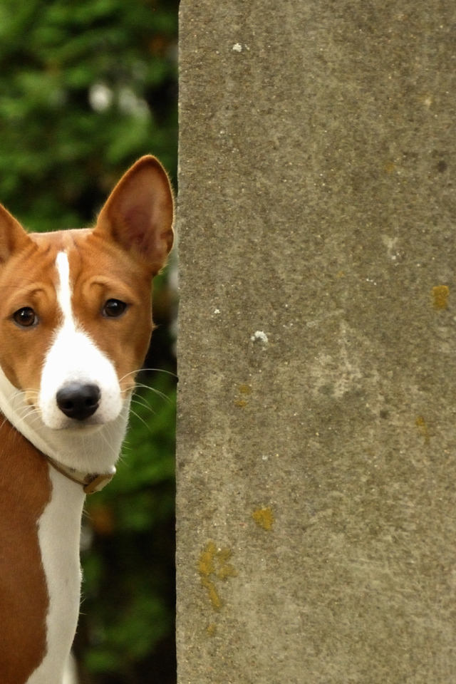 Собака породы басенджи возле бетонной стены