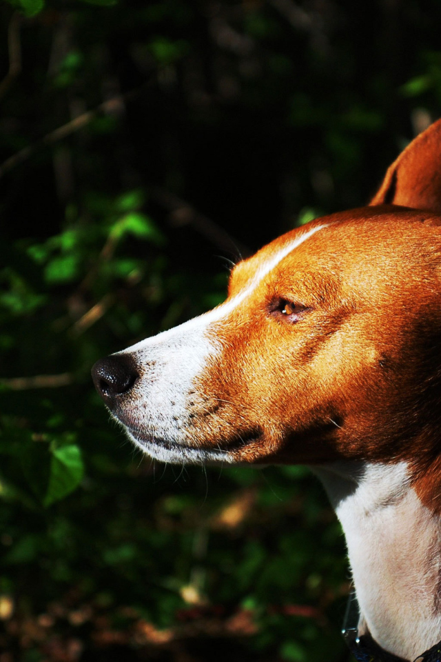 Собака породы басенджи на фоне кустарника