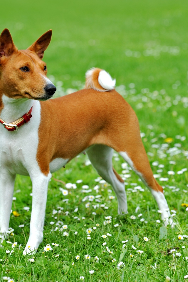 Собака породы басенджи на погулке