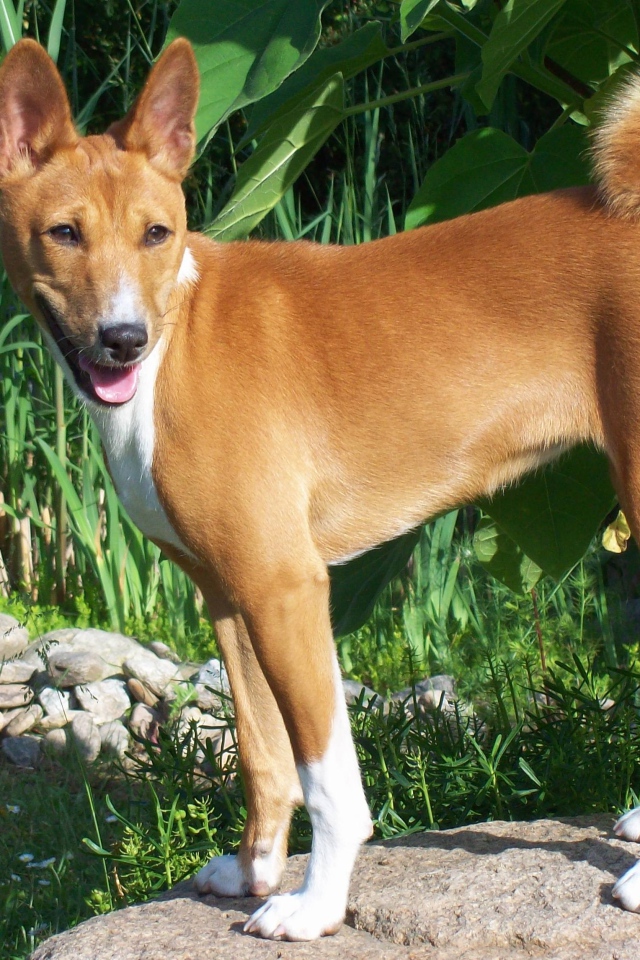 Собака породы басенджи позирует на камне