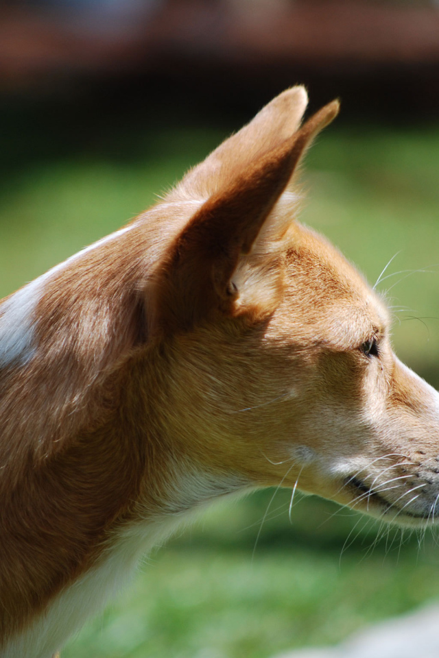 Собака породы басенджи позирует на улице