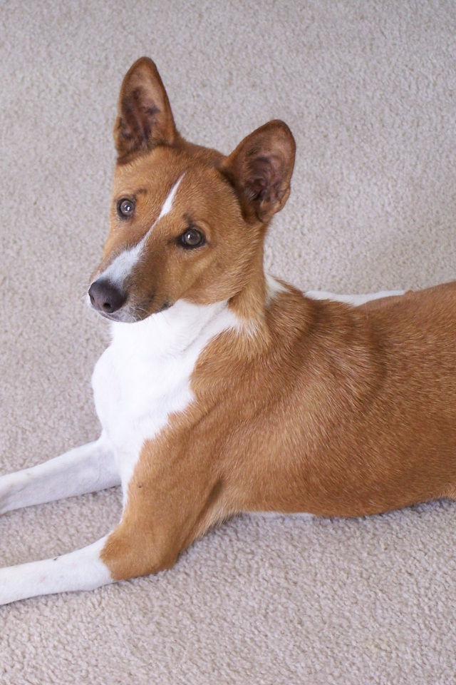 Собака породы басенджи позирует на белом ковре
