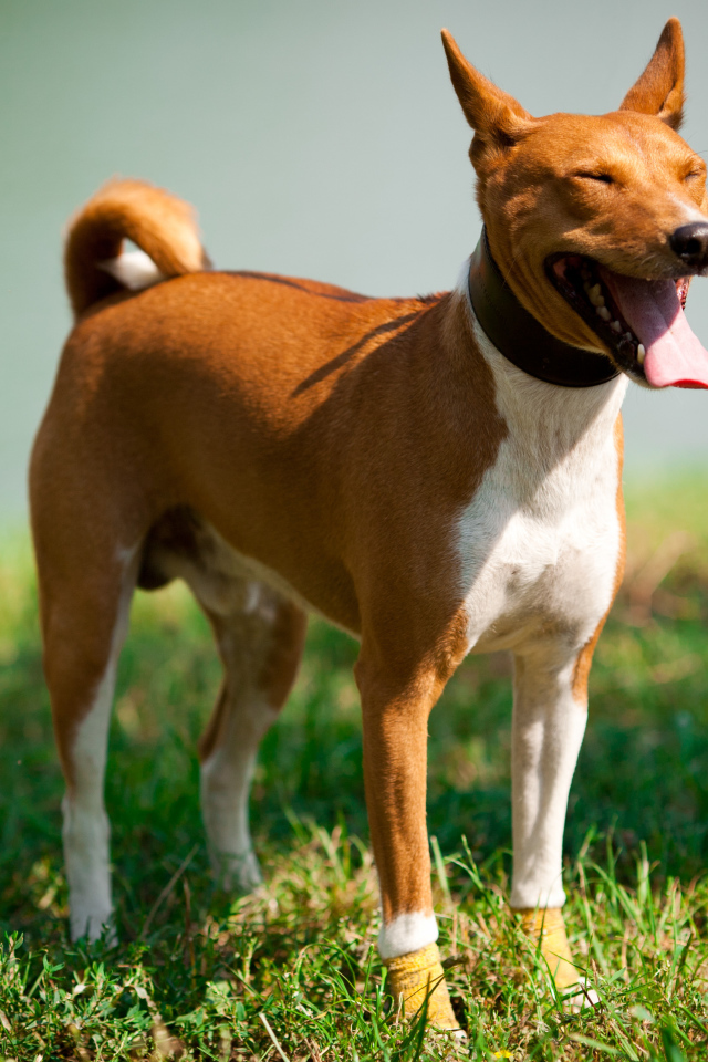 Собака породы басенджи щурится