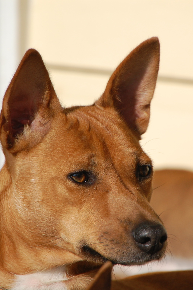 Собака породы басенджи пристально смотрит