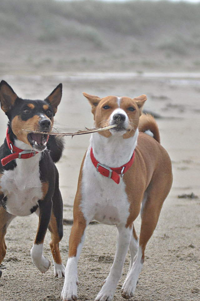 Собаки породы басенджи играют на песке