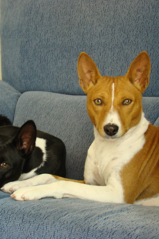 Собаки породы басенджи отдыхают на диване