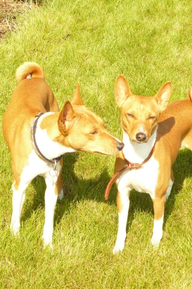 Две собаки породы басенджи на траве