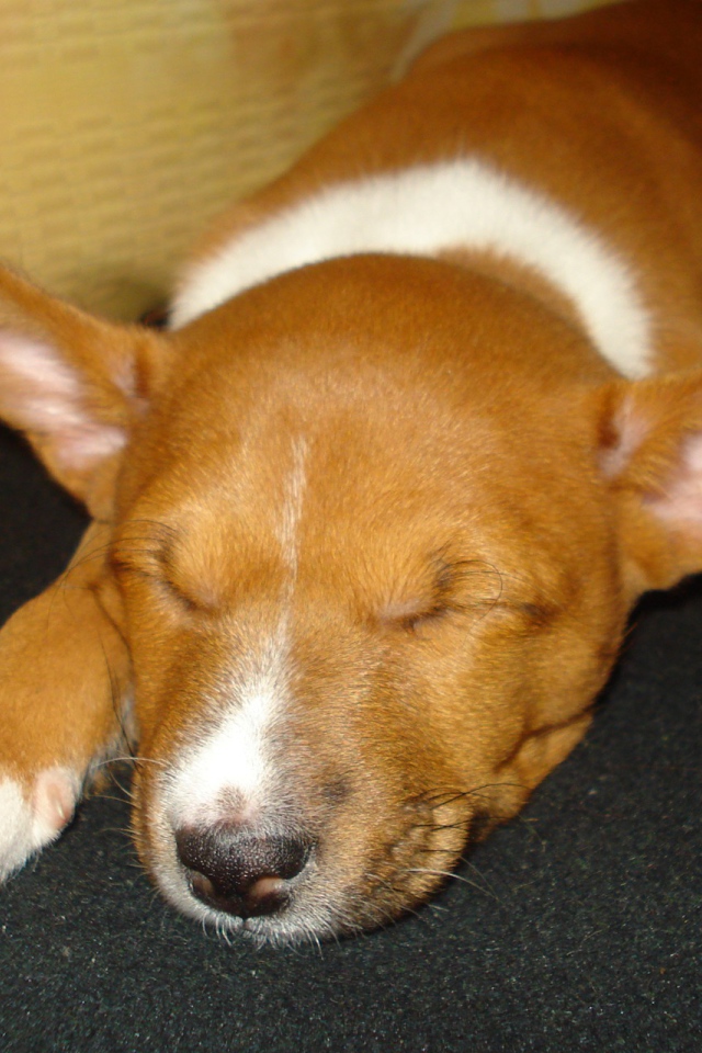 Щенок породы басенджи уснул