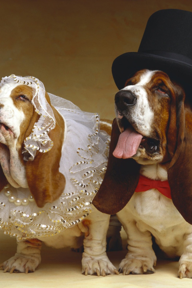 Бассет-хаунды, жених и невеста
