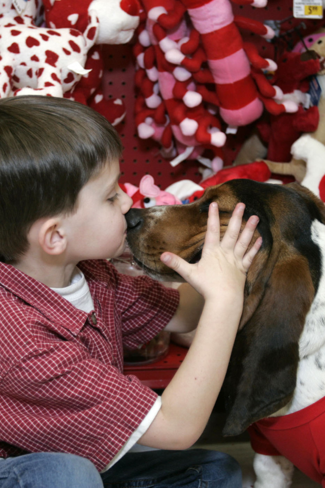 Бассет-хаунд и ребёнок