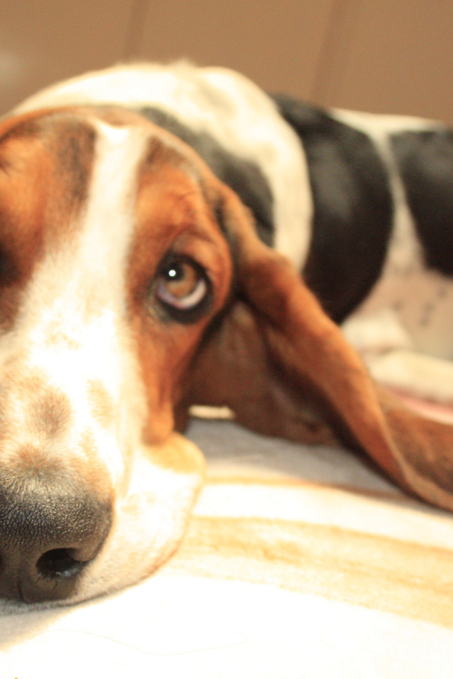 Бассет-хаунд о чём-то мечтает