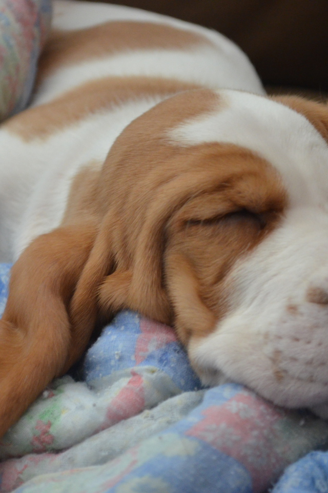 Бассет-хаунд крепко уснул на кровати