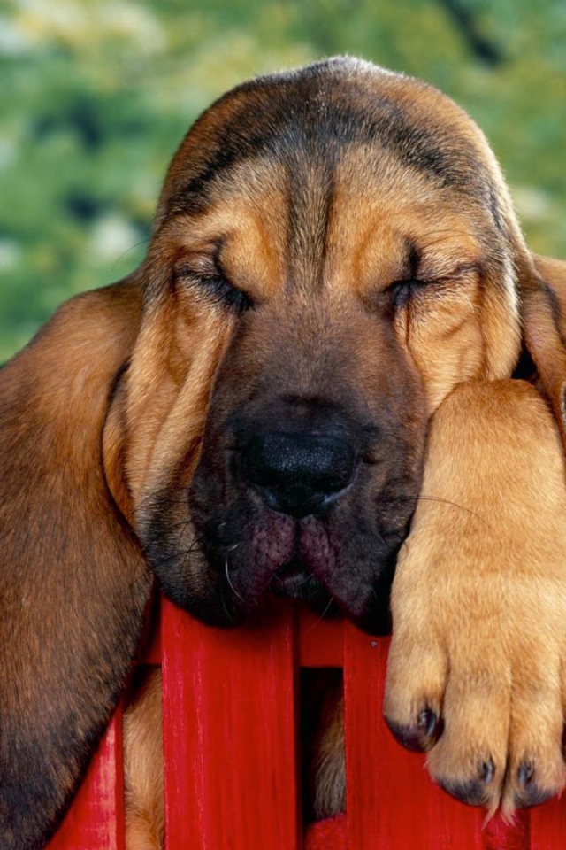 Бассет-хаунд уснул на заборе