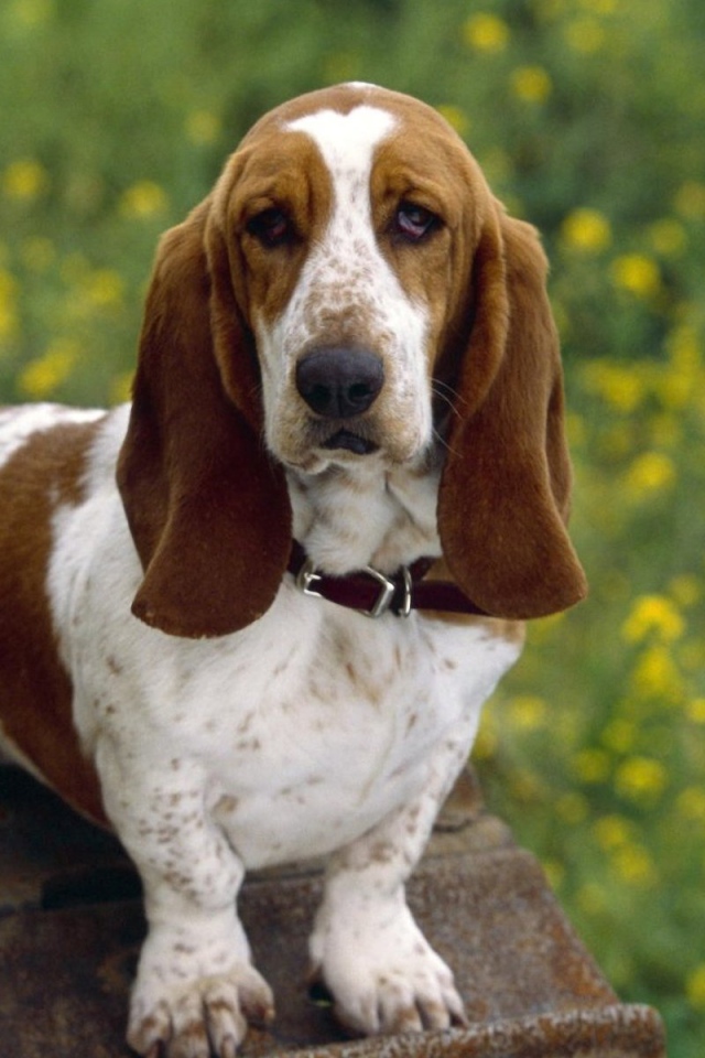 Бассет-хаунд на фоне одуванчиков