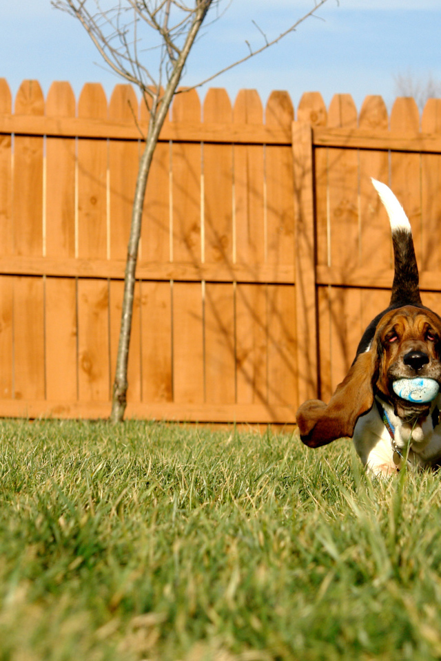 Бассет-хаунд играет с мячом